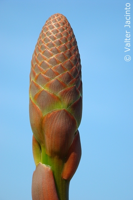 Aloe Arborescens